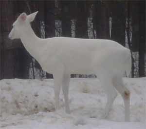 Albino Deer Pictures