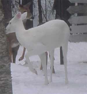 Albino Deer Pictures