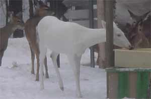 Albino Deer Pictures