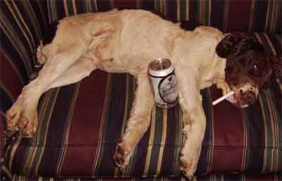 Sadie resting after a long days hunt