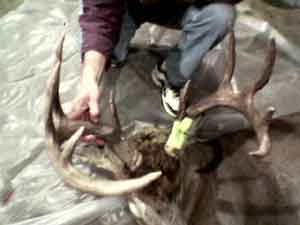 Jim Wold shows off this big buck that was shot by his brother, Steve Wold, in Pepin County